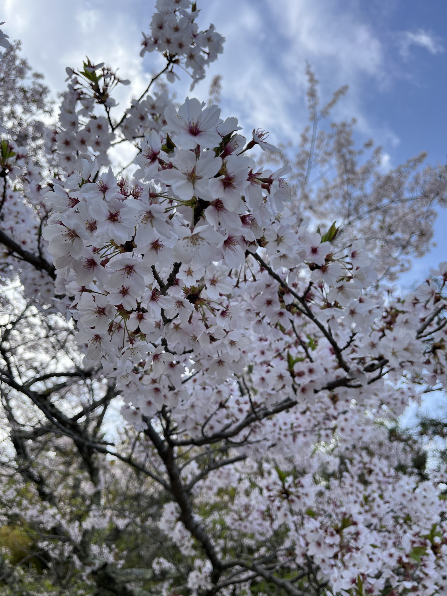 朝日山公園②