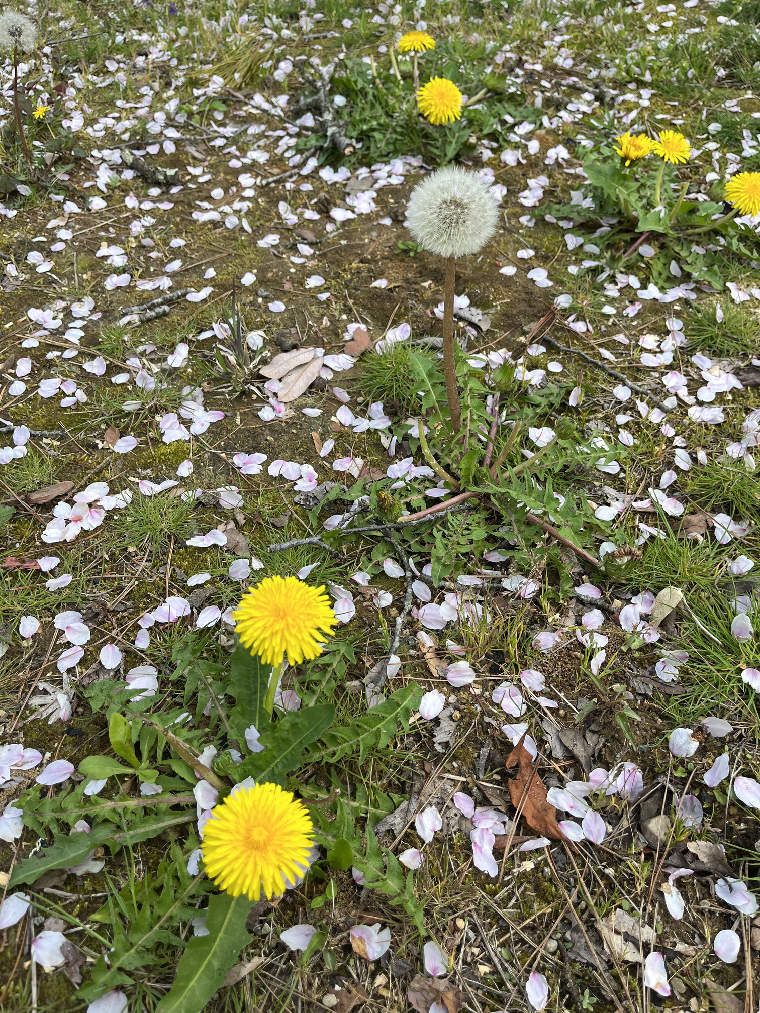 朝日山公園③