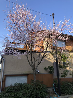 桜