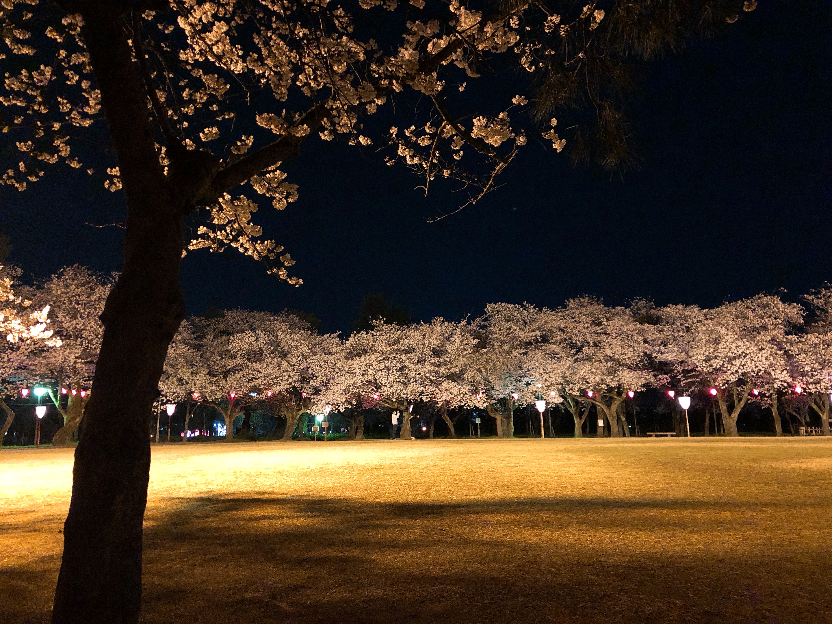 夜桜