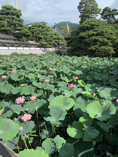 善光寺の蓮の花